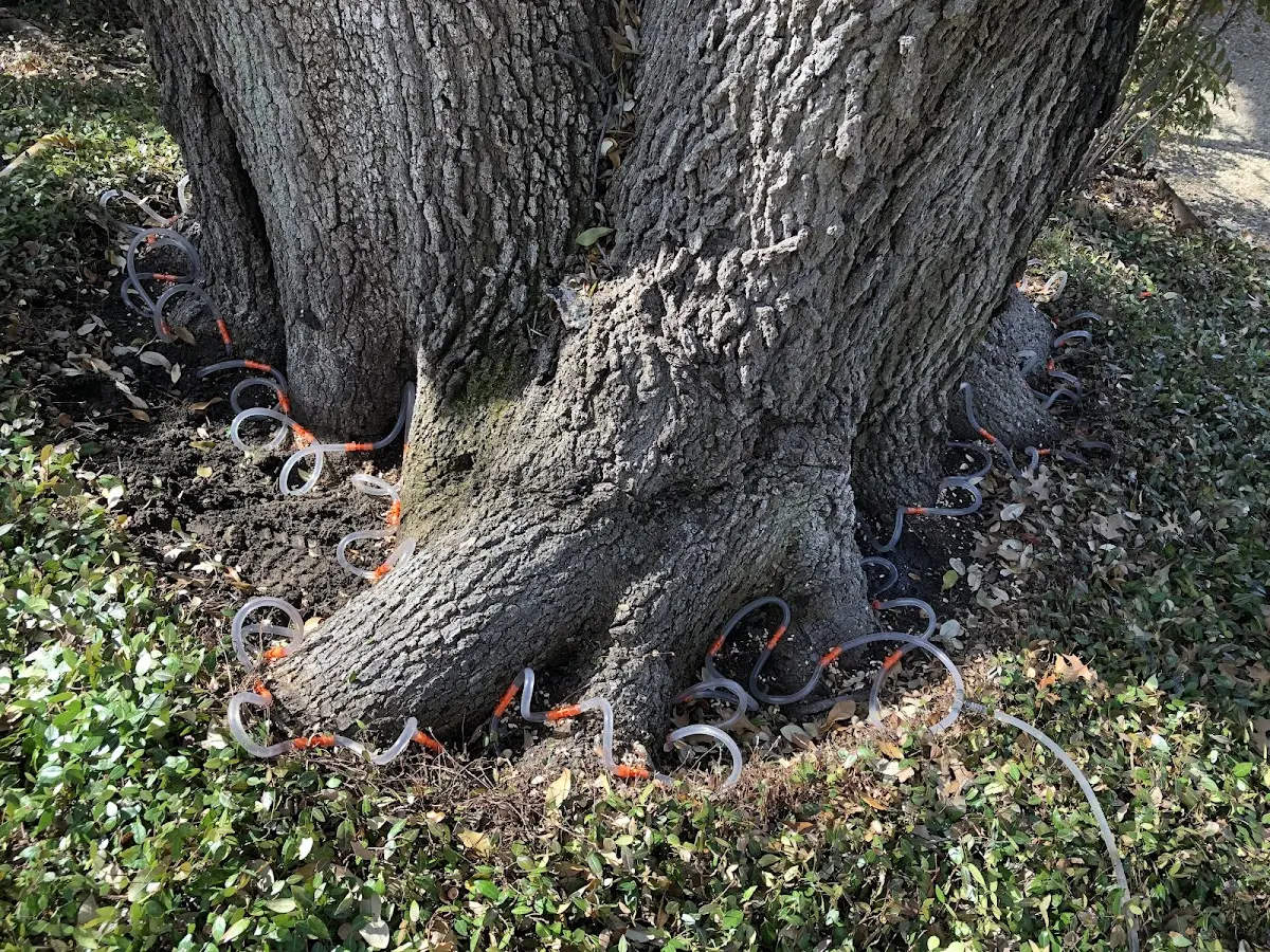 Detailed Tree Cabling and Bracing job site in Grantsburg